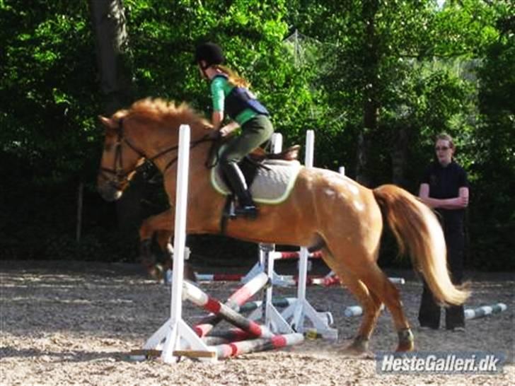 Anden særlig race  Junior  - " Plet plet - sikken en smuk hest " billede 19