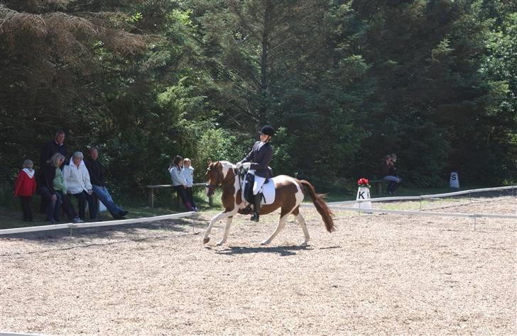 Pinto Celina A-pony  - Landsstævne i Birgittelyst 2008 billede 18