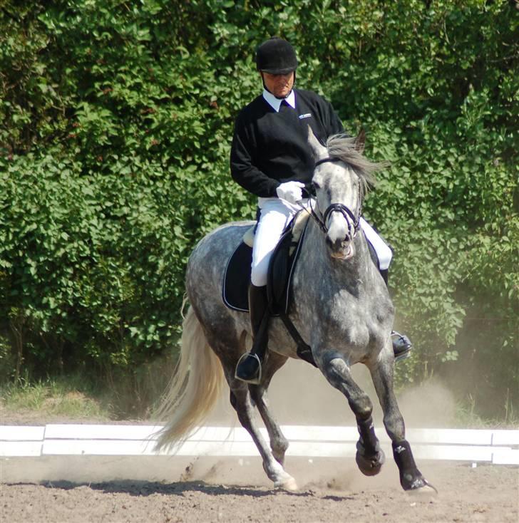 Pura Raza Española Bent billede 20