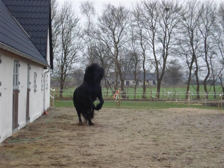 Frieser Wander ***SOLGT*** - Wow - han gør hvad som helst for at imponere "damerne" billede 10