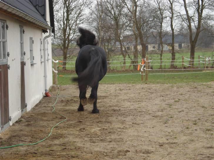 Frieser Wander ***SOLGT*** - Bemærk hans baghove billede 12