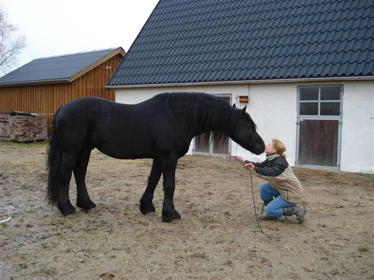 Frieser Wander ***SOLGT*** - Mule mod mund - uhm... billede 15