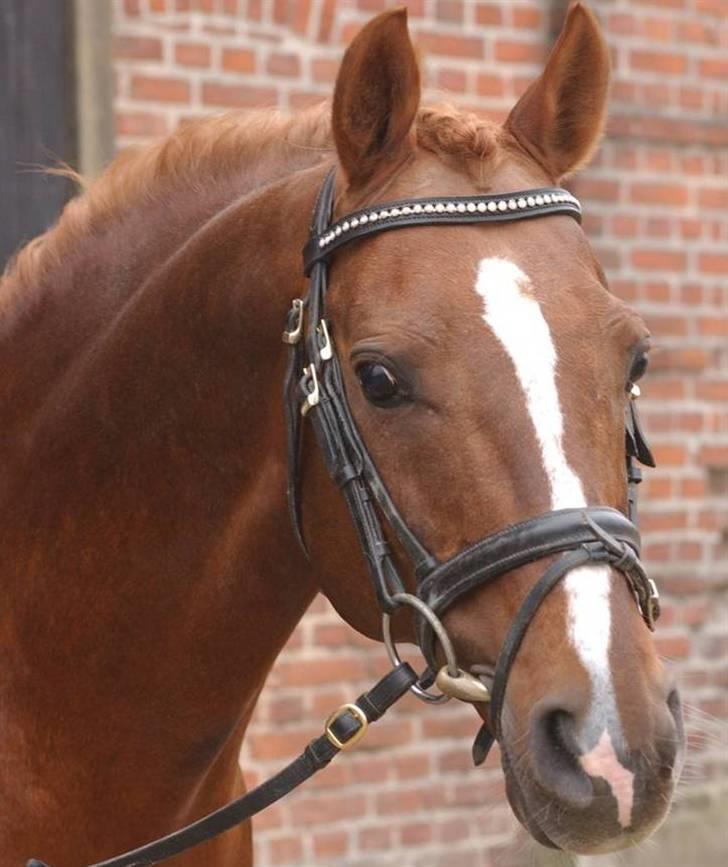 DSP Doran A-pony billede 3