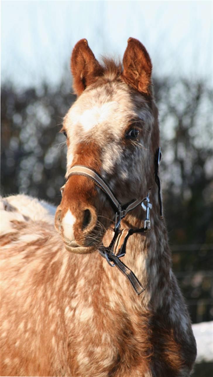 Anden særlig race Alcon *SOLGT* - 1 dag det nye sted billede 1