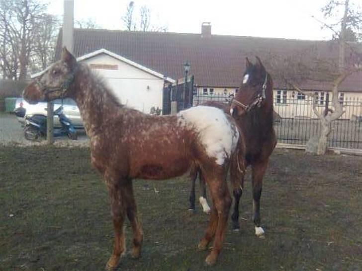 Anden særlig race Alcon *SOLGT* - Alcon og Zeeke er allerede gode venner billede 2