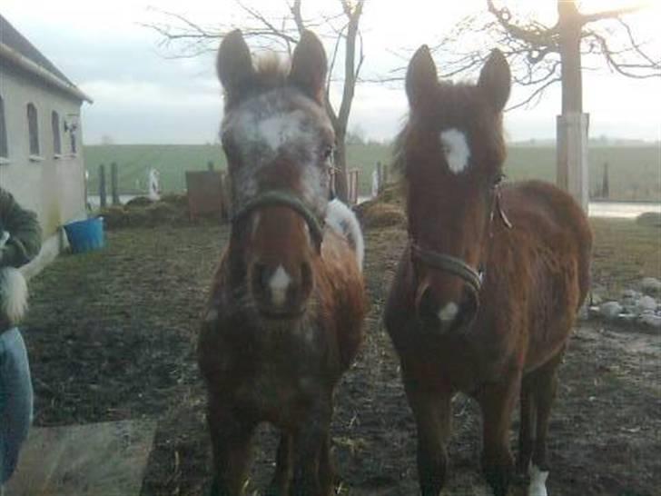 Anden særlig race Alcon *SOLGT* - Meget gode venner.. billede 3