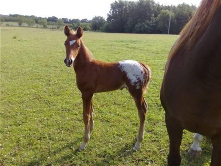 Anden særlig race Alcon *SOLGT* - Alcon som baby, lånt af tidligere ejer billede 4
