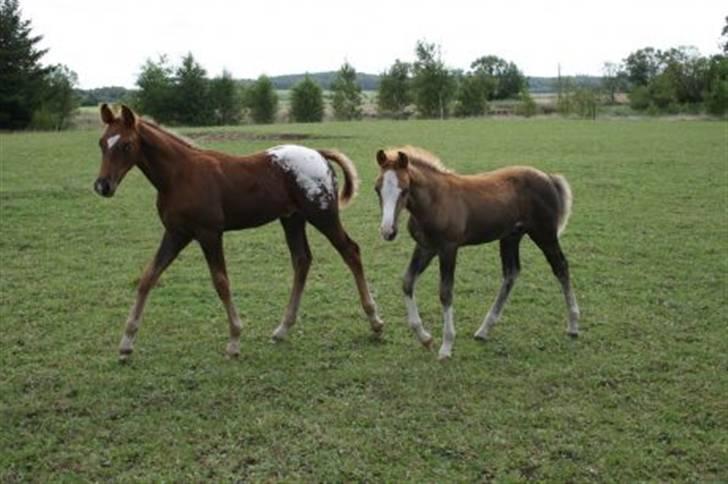 Anden særlig race Alcon *SOLGT* - Alcon som baby, lånt af tidligere ejer billede 5