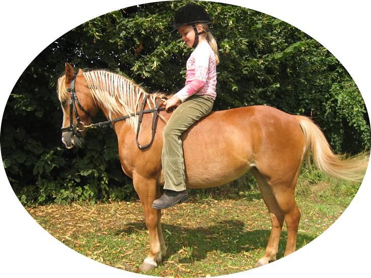 Welsh Mountain (sec A) Min søde pony Daisypigen - jeg er kommet ud at ride første gang efter jeg havde brækket armen  sommer 2008 billede 3