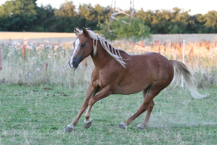 Welsh Mountain (sec A) Min søde pony Daisypigen - Og Daisy drøner at sted!!! juli 2008 billede 7