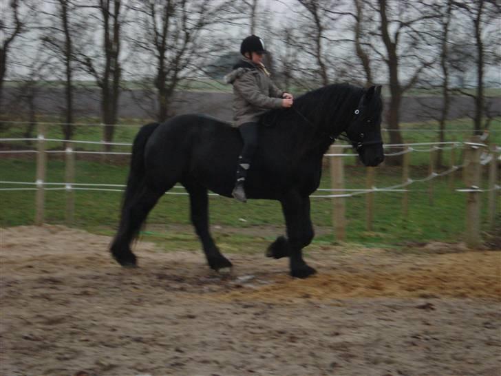 Frieser Wander ***SOLGT*** - Catarinas første ridetur på den smukkeste frieserhingst billede 17