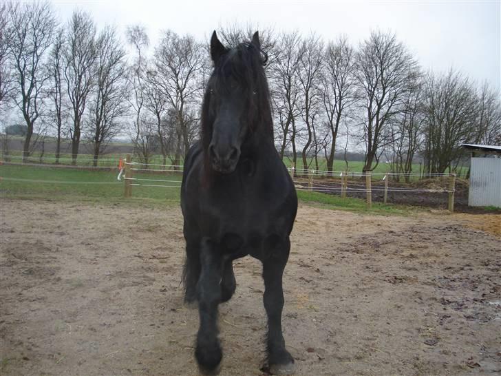 Frieser Wander ***SOLGT*** - Skønheden viser sig frem billede 19