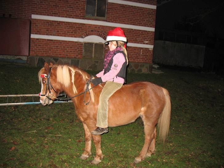 Welsh Mountain (sec A) Min søde pony Daisypigen - Søde Daisy - julepyntet 28.december 2008 billede 9