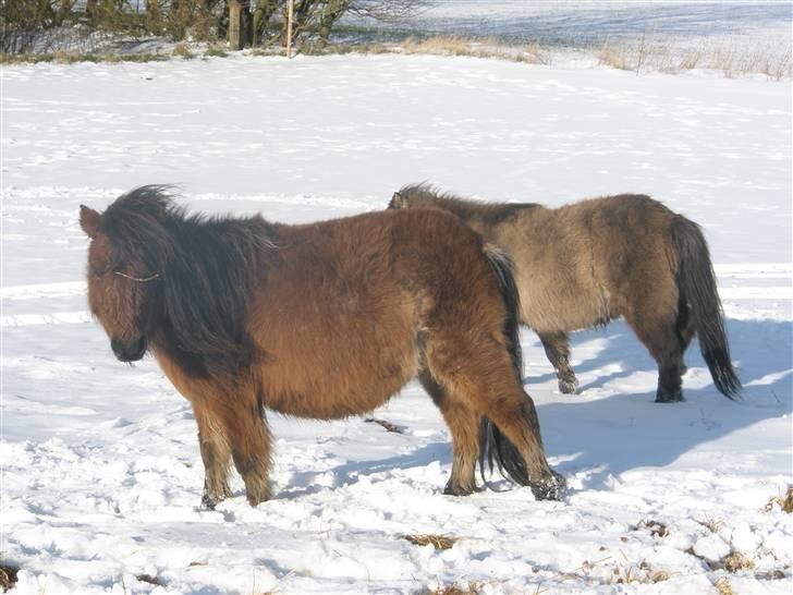 Shetlænder stella (solgt) billede 11