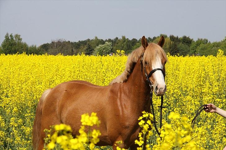 DSP Enekær's Barbados  - Billed taget sommeren 2010 billede 1