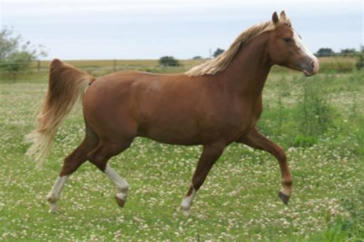 DSP Enekær's Barbados  - Hans super fine trav... billede 4