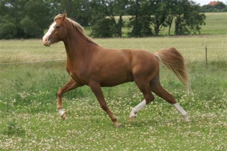 DSP Enekær's Barbados  - Igen, er vild med hans trav.. :) billede 5