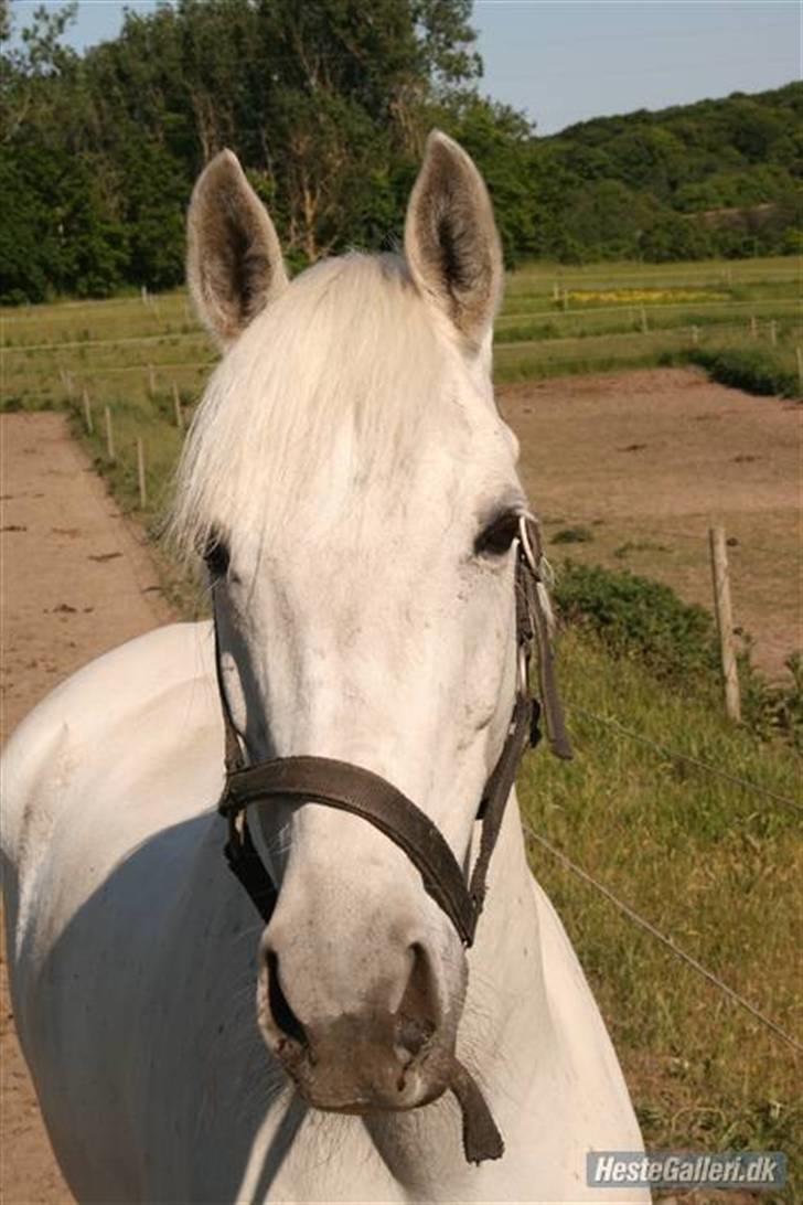 Connemara Tikærsgårds Dirch Solgt - smukke pony!<3 billede 2