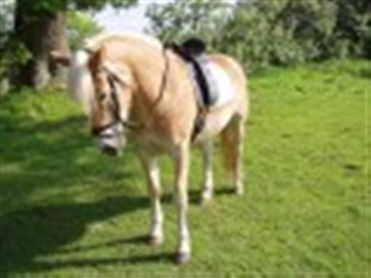 Tyroler Haflinger | Celesta - Solgt. billede 8