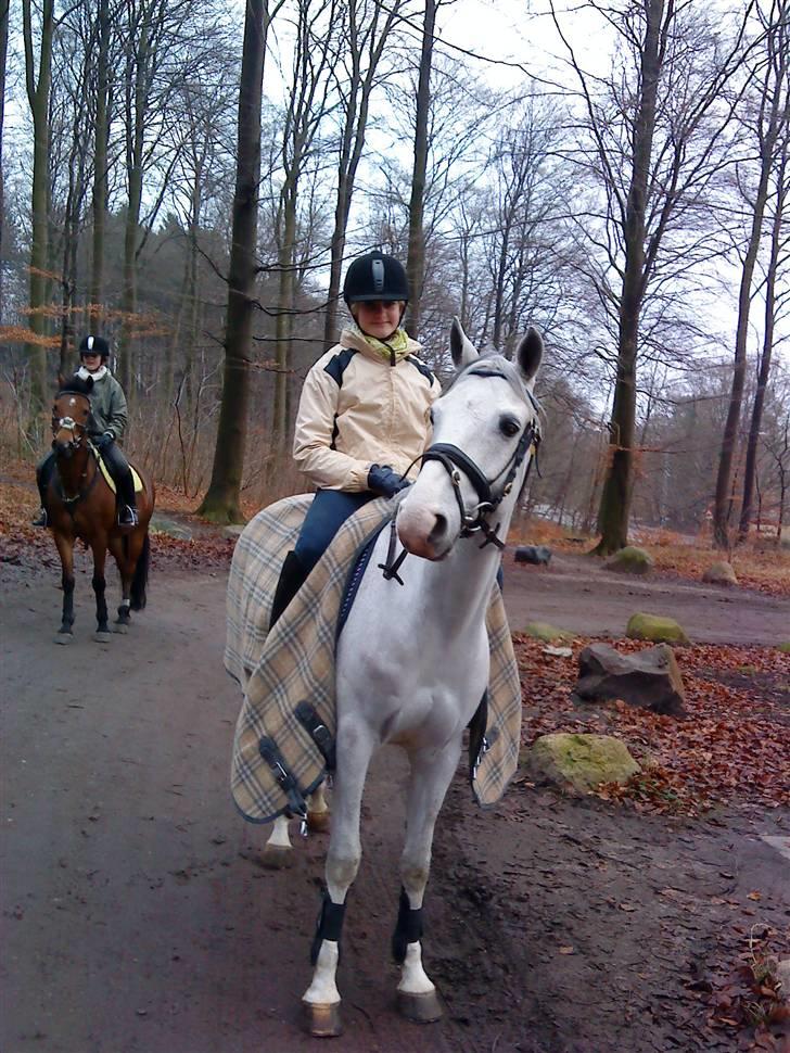 Tysk Sportspony Allegro Assai (Apollo) billede 8