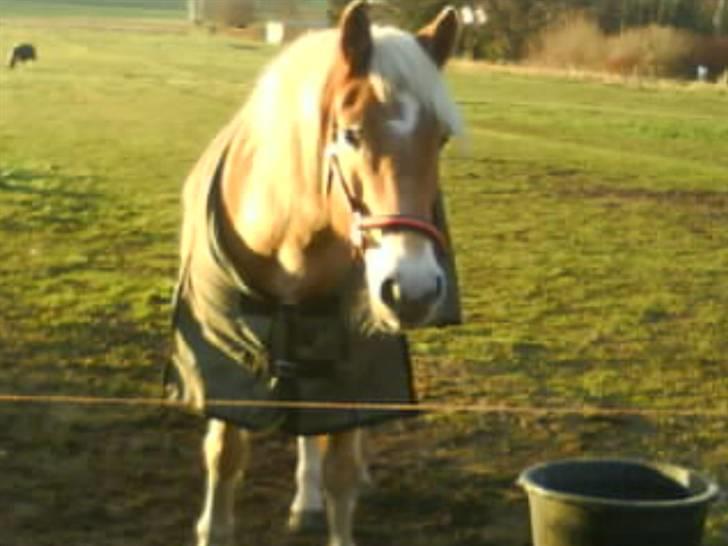 Tyroler Haflinger | Celesta - Solgt. billede 10