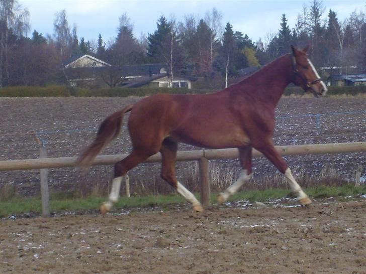 Anden særlig race Webley Brentedal Solgt billede 10