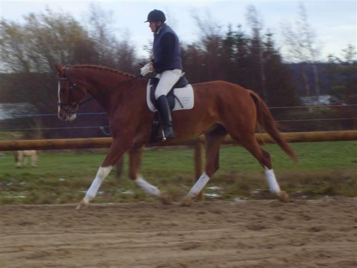 Anden særlig race Webley Brentedal Solgt billede 11
