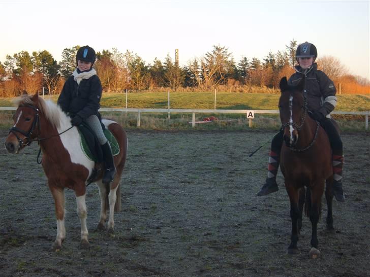 Anden særlig race C-mol  - efterår 2008 billede 10