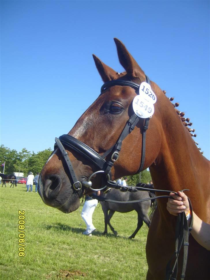 Frederiksborg Taizi brentedal - På roskilde dyrskue billede 3