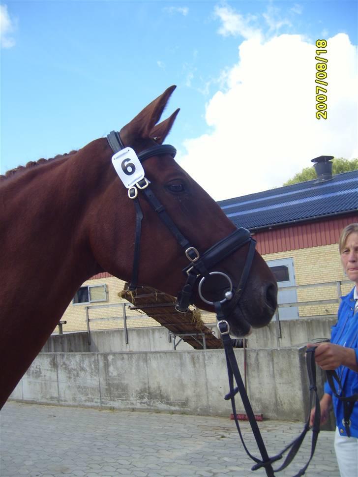 Frederiksborg Taizi brentedal - Fra kåring billede 5