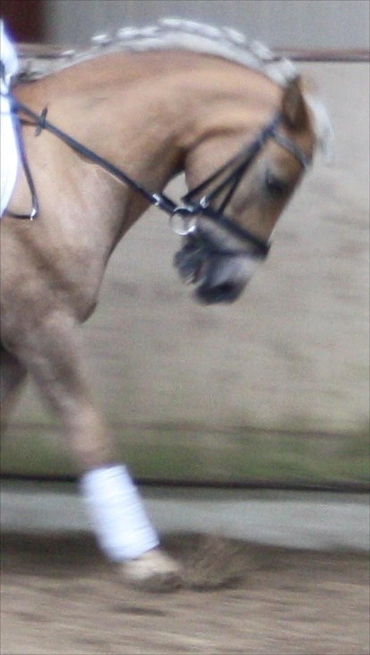 Haflinger Luca<3 - Velkommen til Luca´s profil..!  billede 1