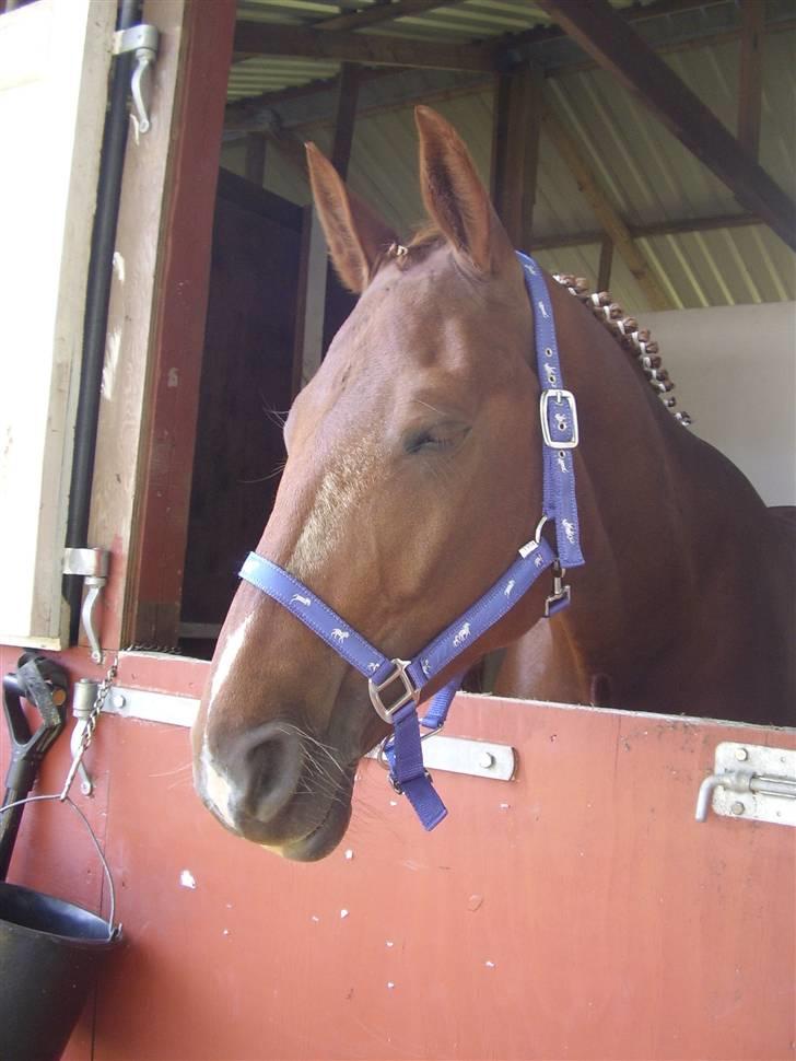 Frederiksborg Taizi brentedal - På roskilde dyrskue billede 11