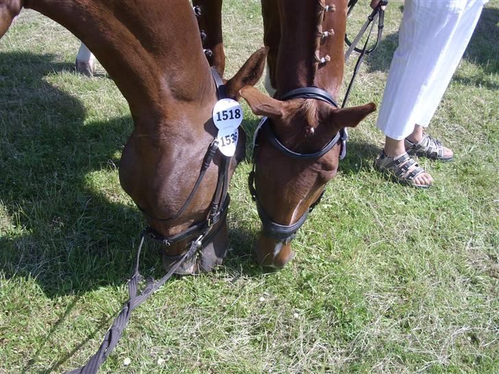 Frederiksborg Taizi brentedal - Hygge med søster på Roskilde dyrskue billede 12