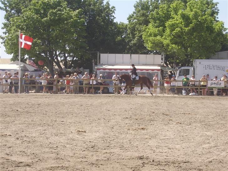Frederiksborg Taizi brentedal - Gangarts konkurence på roskilde dyrskue billede 13