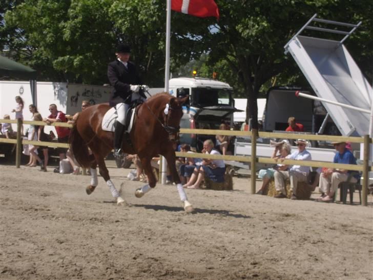 Frederiksborg Taizi brentedal - Gangarts konkurence på roskilde dyrskue billede 14