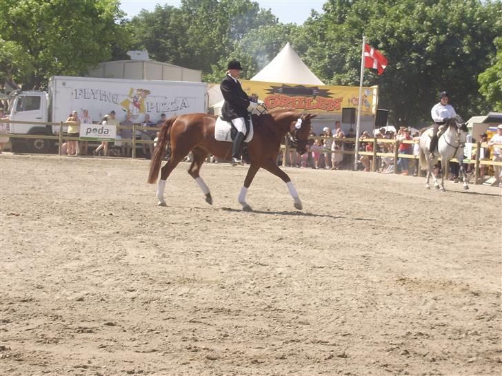 Frederiksborg Taizi brentedal - Gangarts konkurence på roskilde dyrskue billede 15