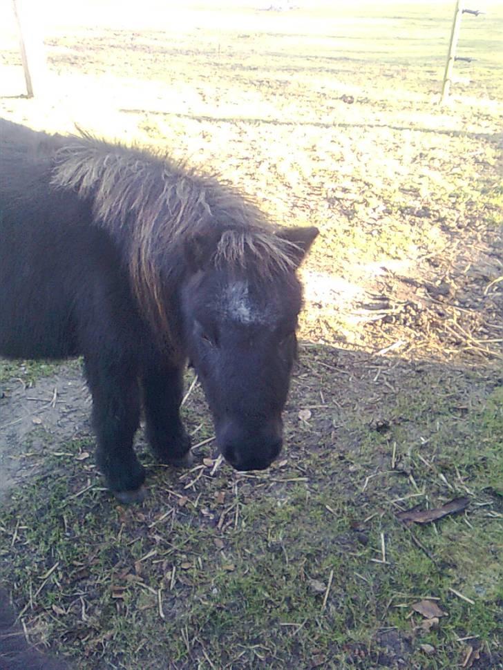Shetlænder Trille billede 18