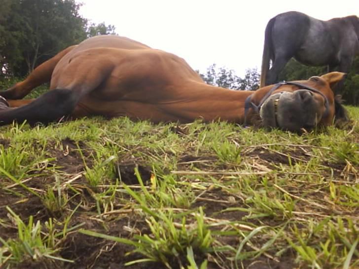 Dansk Varmblod Rona [R.I.P] - SNORK! billede 4