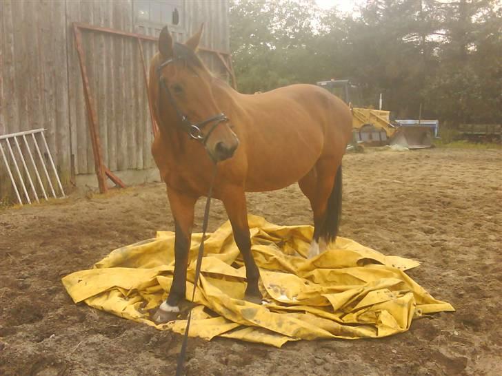 Dansk Varmblod Rona [R.I.P] - Rona står på Gulplastik af en art billede 12