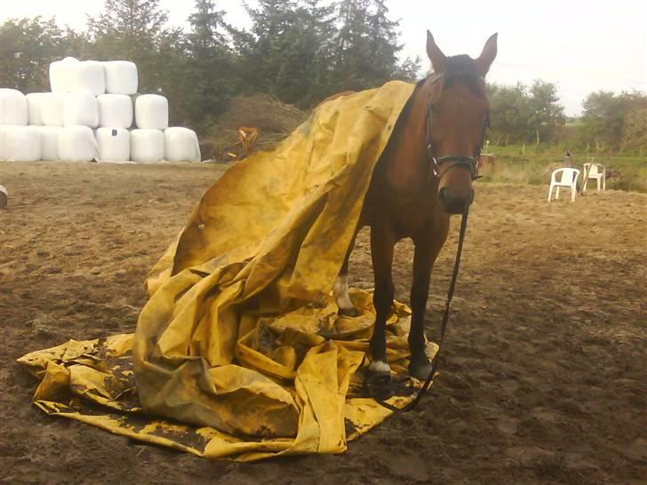 Dansk Varmblod Rona [R.I.P] - Der er intet der kan slå Rona Ud  billede 9