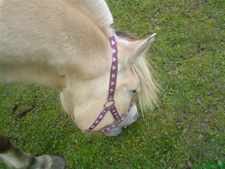 Fjordhest Flicka <3  - mmh, græs! det elsker hun fanme (som mange andre heste) | ´ JegElskerDigPony ´ | <.3 billede 4