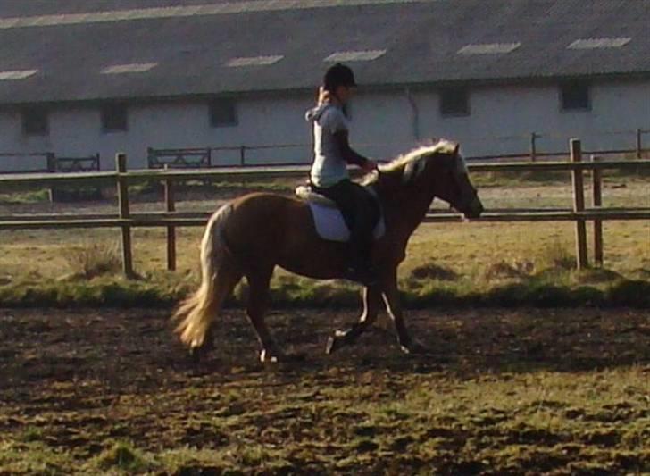 Haflinger Luca<3 - Stutteri Kalkensbæk billede 4