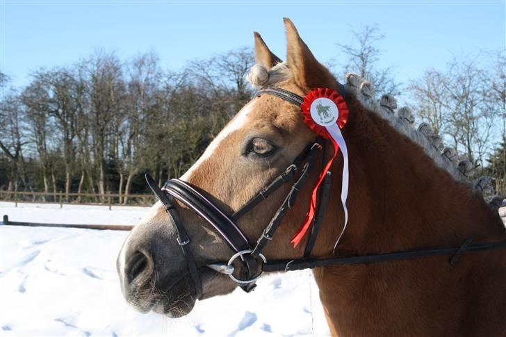Haflinger Luca<3 - RYR billede 5