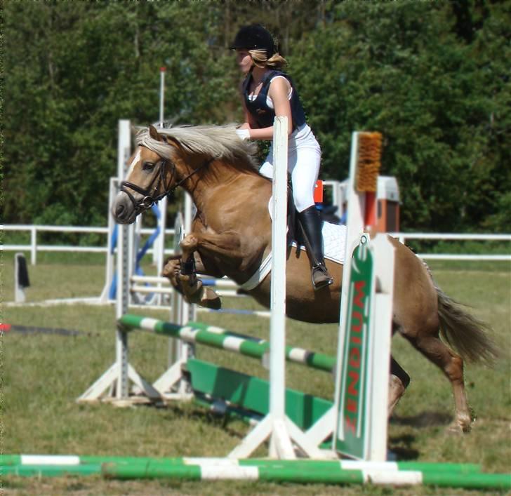 Haflinger Luca<3 - SIR billede 6