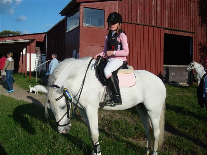 Connemara freja Hedelund billede 6