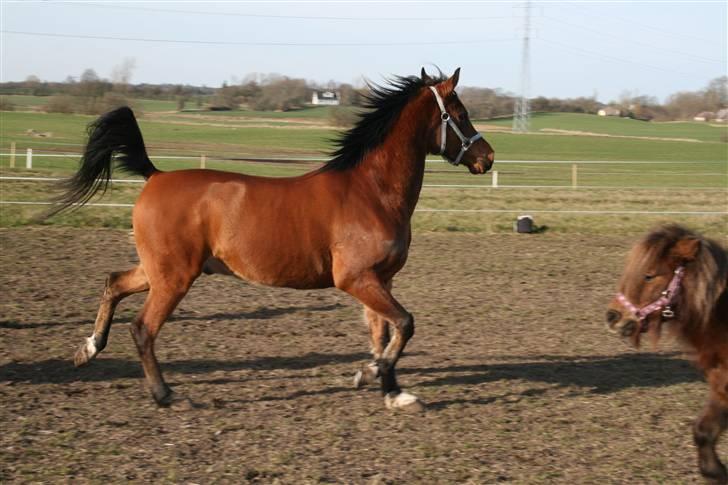 Arabisk fuldblod (OX) Kamran Shah  billede 10