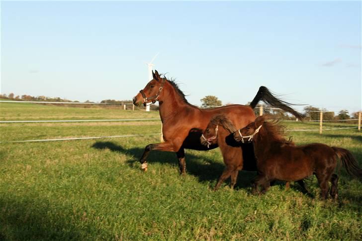 Arabisk fuldblod (OX) Kamran Shah  billede 11