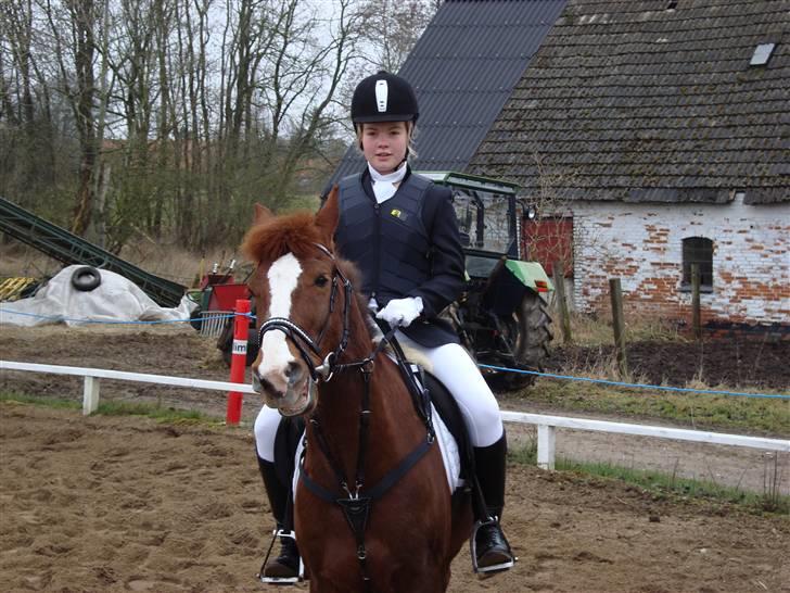 New Forest Hunter billede 14