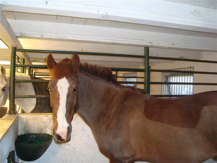 New Forest Hunter - hunter der er klippet billede 15