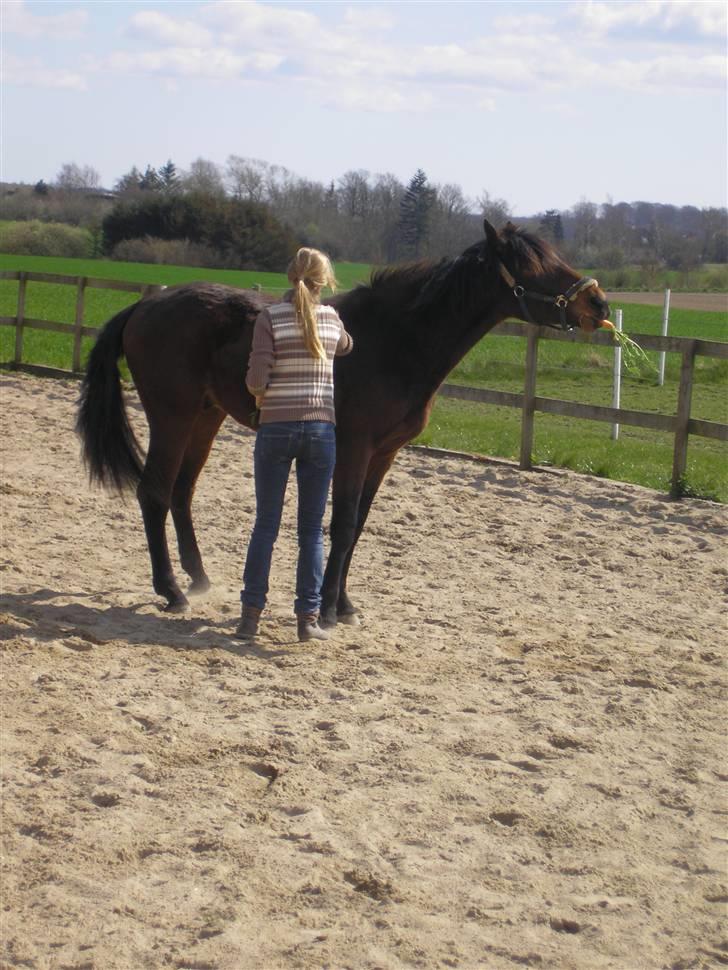 Dansk Varmblod Lord Lennox - hyggestund, stald jaka, 2 års fødselsdag. billede 8